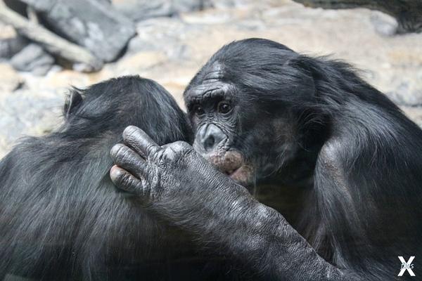 Уфити вряд ли можно назвать шимпанзе