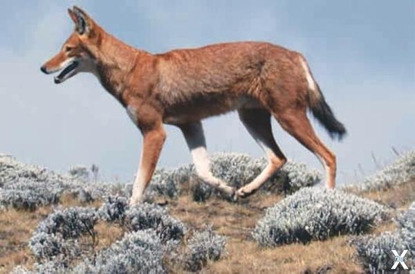 Эфиопский волк (Canis simensis)