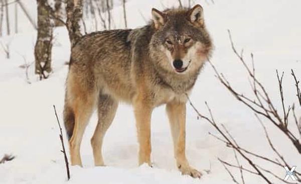 Евразийский серый волк (Canis lupus)