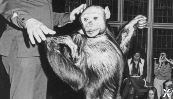 Американский гибрид обезьяны и человека