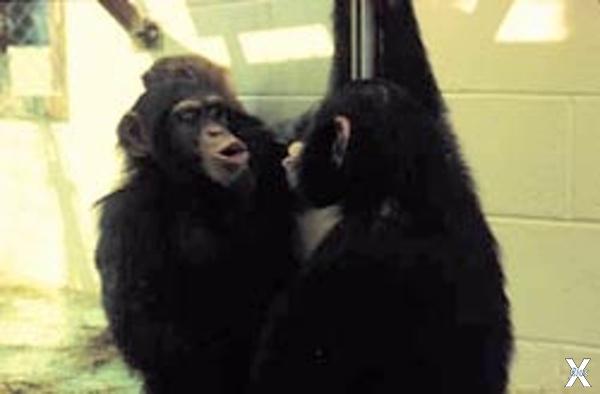 Шимпанзе с интересом рассматривают се...