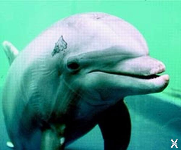 Дельфин с меткой на голове вполне осо...
