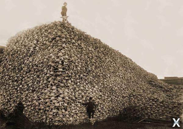 Гора бизоньих черепов. 1892 год