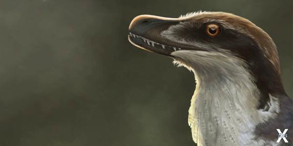 Реконструкция Acheroraptor из семейст...