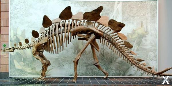 Реконструкция скелета стегозавра в Зе...