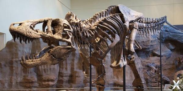Скелет тираннозавра в Музее естествен...