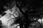 Странная история Дьявольского дерева в Мичоакане