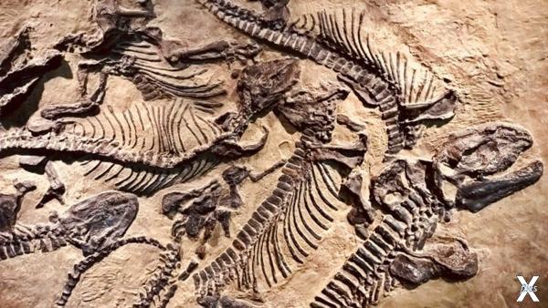 Ископаемые останки динозавров