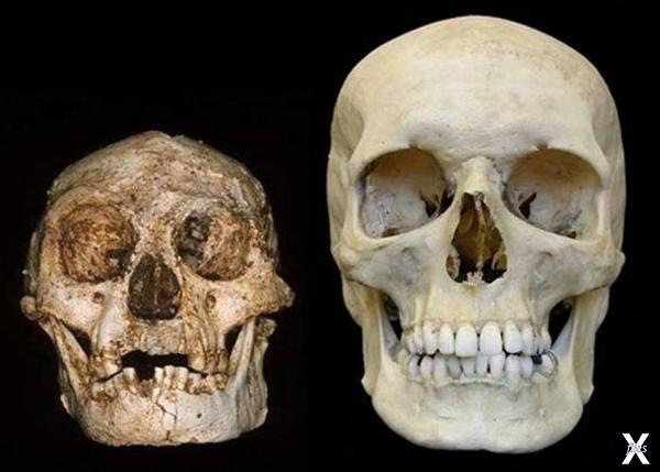 Череп Homo floresiensis («Хоббит») (с...