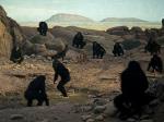 Что стало с обезьянами, которых советские ученые поселили на необитаемом острове