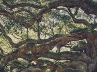 "Скрытая жизнь деревьев": они учатся и запоминают