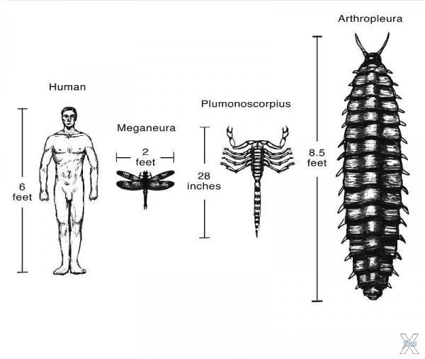 Сравнительные размеры древних насеком...