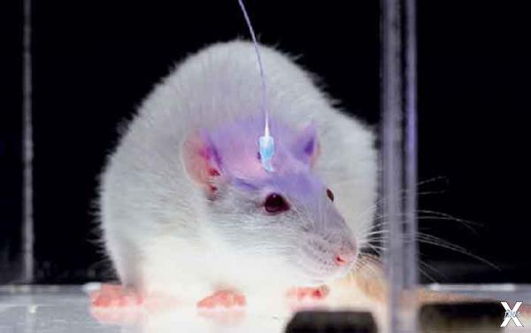Подопытная мышь со встроенным в мозг ...