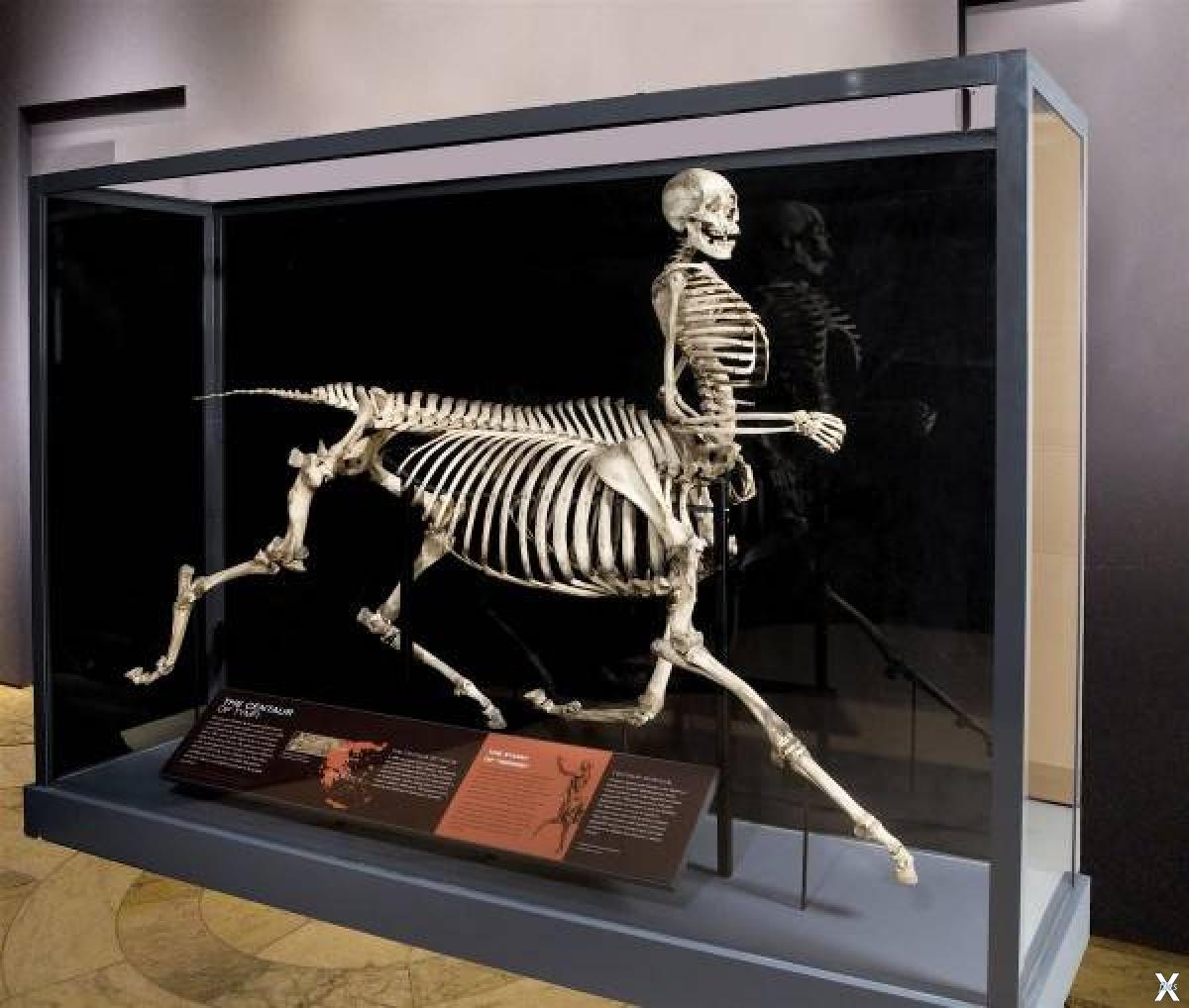 Скелет кентавра в музее Barnum