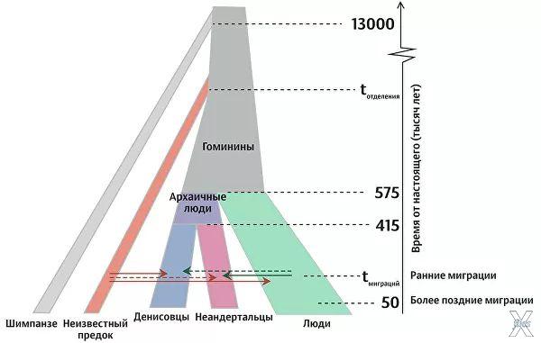 Судя по последним данным, денисовцы и...