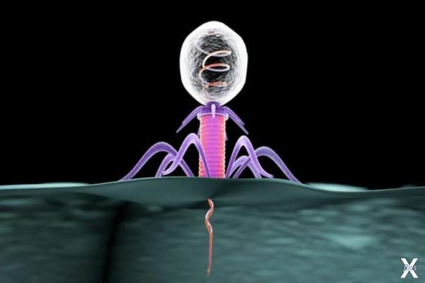Бактериофаги – это очень древние виру...