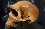 Родезийский череп: кто стрелял в древнего человека?