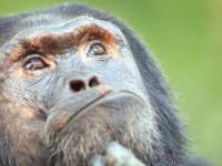 Можно ли из обезьяны сделать человека?