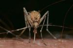 Почему одних людей комары кусают меньше, а других больше