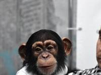 Обнаружен патоген, убивающий редких шимпанзе. Угрожает ли он человеку?