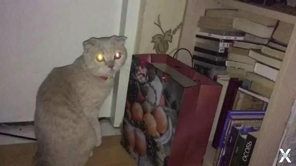 Котик увидел привидение?
