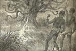 Деревья-людоеды: мифы европейской науки