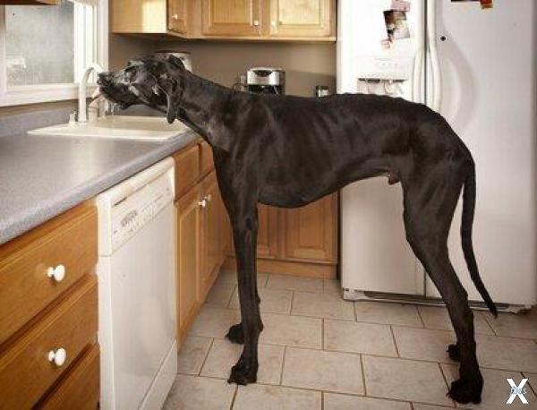 Зевс - самая высокая собака в мире, с...