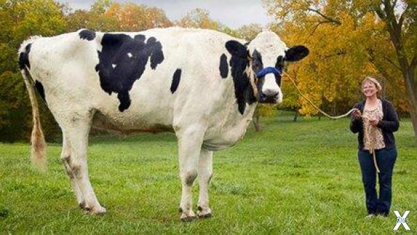 Блоссом - самая высокая корова в мире
