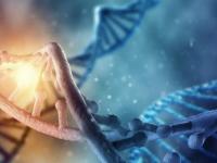 Люди-химеры: как у человека может быть два ДНК одновременно