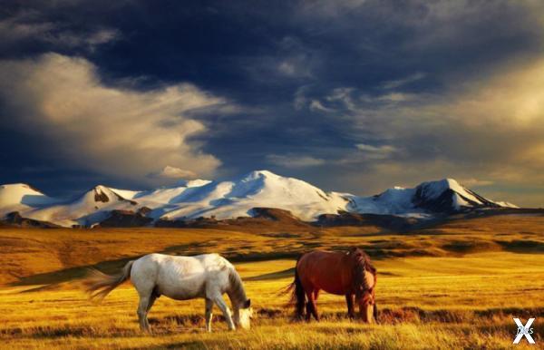 Лошади, пасущиеся на плато Укок