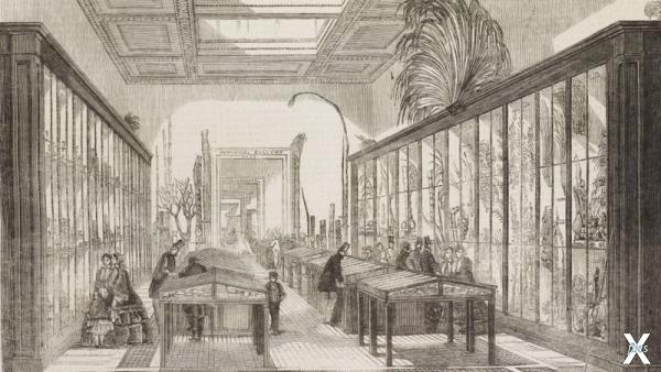 Зал ботаники в Британском музее, 1858...