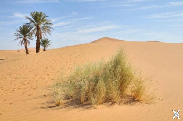 Еще 10-12 тыс. лет назад Сахара была ...