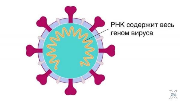 Коронавирусы небрежно копируют РНК, в...