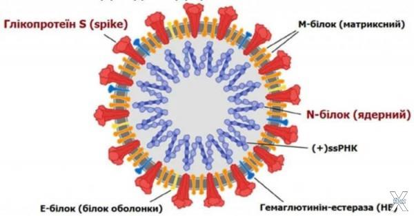 Большинство мутаций коронавируса возн...