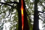В какие виды деревьев молния попадает чаще всего