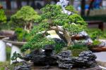 Какое лиственное дерево бонсай купить: виды и правила выбора растений