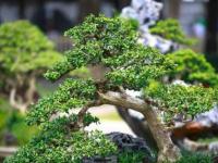 Какое лиственное дерево бонсай купить: виды и правила выбора растений