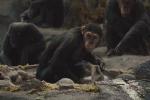 «Выжить на необитаемом острове»: эксперимент советских учёных с обезьянами из зоопарка