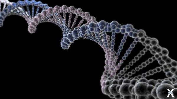 Механизмы нашей ДНК с возрастом стано...