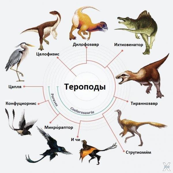 Тероподы – разновидность динозавров