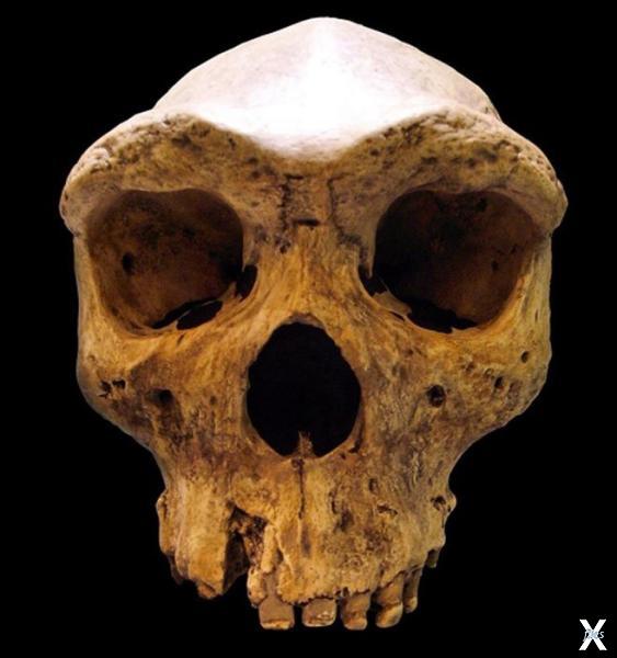Доисторический череп Кабве, хранящаяс...