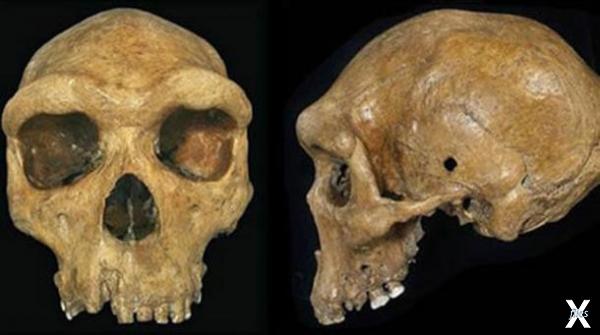 Доисторический череп Брокен-Хилл или ...