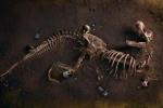 Обломок стрелы в токсодонте возрастом 2,8 млн лет: ДНК ящеров и другие таинственные артефакты - чего ещё мы не знаем о своей истории