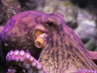 Ученые утверждают, что осьминоги на самом деле являются пришельцами из космоса