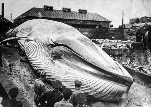 Синий кит, которого выбросило на бере...