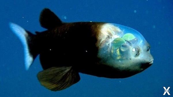 Бочкоглазая рыба с прозрачной головой