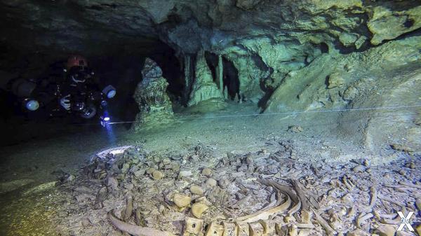 Череп с микрочипом, возрастом 9000 ле...