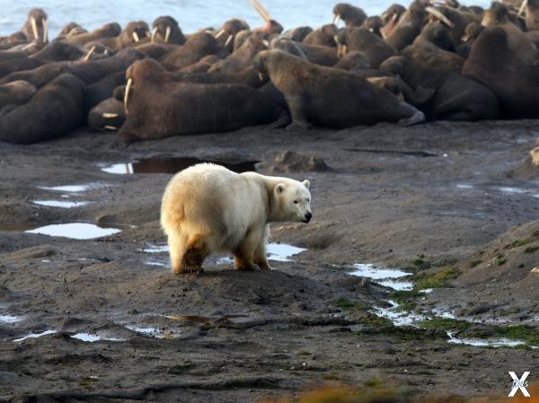 Белый медведь и моржи на острове Вран...