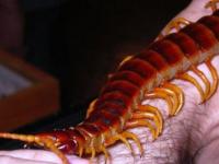 Сколопендра: почему это насекомое такое опасное