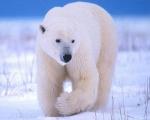 Размер белых медведей уменьшился из-за потепления
